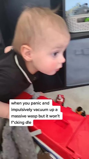 safe to say he's angry and I'm scared | asian hornet