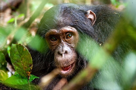 Difference Between Monkeys and Apes | Britannica