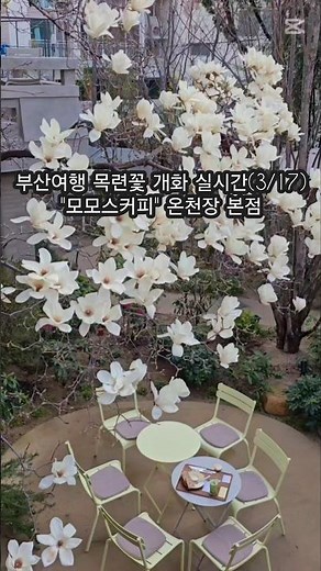 부산여행 "모모스커피 온천장 본점" 목련꽃 개화 실시간(3/17) #부산카페 #목련 #부산가볼만한곳 #카페 #봄꽃 #커피 #목련꽃 #travel #shorts