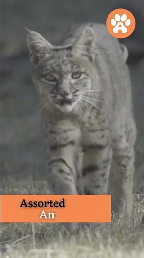 How Big is a Bobcat Compared to a Human 🐾