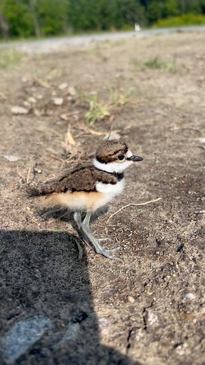 A baby killdeer showed up at the farm today to spread some cuteness with its parents and 3 siblings 🥰 #wildlife #babybird #killdeerbird #champneysfarm | Champney's Blueberry Farm