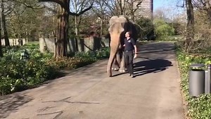 Derzeit sind alle Zoos geschlossen - wie reagieren die Tiere da drauf? Und wie halten die Mitarbeiter den Betrieb zu Zeiten der Corona-Krise am Laufen? Ich frage heute Dr. Matthias Reinschmidt dazu... Ein kleiner Blick hinter die Kulissen! Corona & Tiere, Video 6 Ich möchte Euch in den kommenden Tagen einige Videos hochladen, in denen ich unsere Experten um Infos und Meinungen zu wichtigen Themen rund um „Corona & Tiere“ befrage... Ich bekomme aktuell viele Fragen und hoffe, einige so zu beantwo