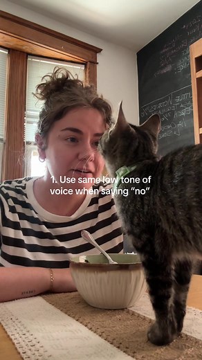 Training Kittens to Avoid Stealing Food
