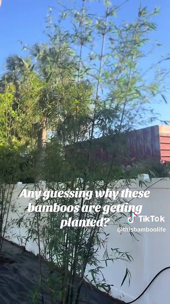 Creating a Bamboo Privacy Fence for Your Backyard