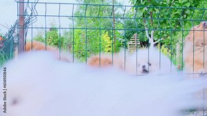 Small dogs peek out from behind the fence into the street and bark at passers-by. Small guard dog. Cute spitz.