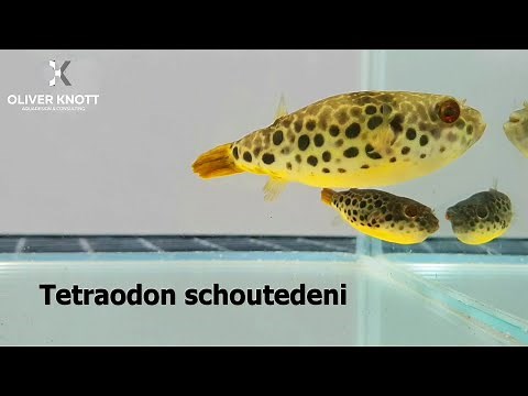 Tetraodon schoutedeni - Spotted Congo pufferfish - 100% freshwater