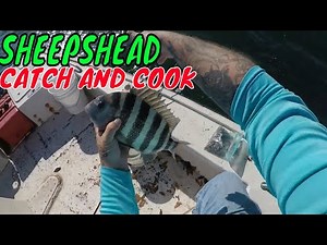 SHEEPSHEAD CATCH ,CLEAN AND COOK
