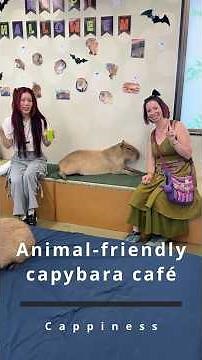 Animal friendly capybara café in Tokyo - Cappiness 🇯🇵