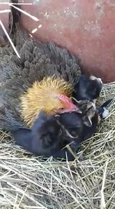Wait for it..... 🐔 😻 Don't think chickens and cats can live together? Think again 👉 https://bit.ly/2WHCqL5 📹 Reddit: u/almostparallel76 | Backyard Chicken Coops