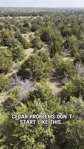 Will Stewart | Cedar Tree Removal on Instagram: "Big cedar problems start small. If you’re seeing these little guys pop up, that’s your sign to get ahead of it. #hItscedarclearing #cedarremoval #cedartrees #invasivespecies #cedarclearing #landclearing #mulching #landmanagement"