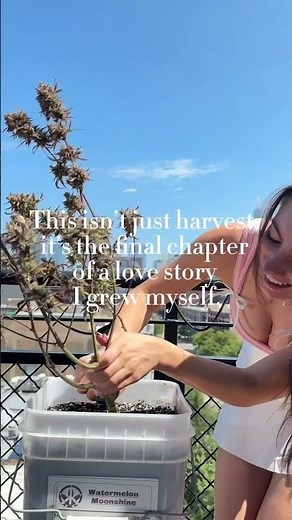 This Isn’t Just Harvest 🌿 It’s the Ending of a Love Story I Grew Myself