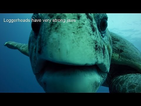 Loggerhead Sea Turtles Facts
