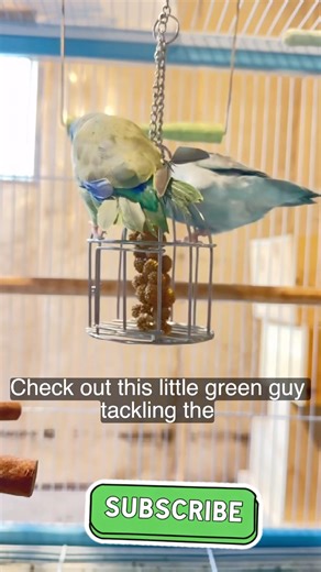 We dont miss snack time #birdsounds #parrotlets #pets #usashorts #youtubeshorts #funnymoments #fyp