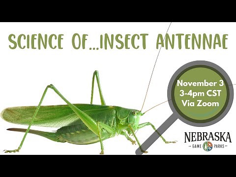 Science of...Insect Antennae