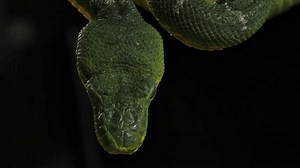 Emerald Tree Boa Head Hanging Branch: vídeo stock (100% livre de direitos) 3765960775 | Shutterstock