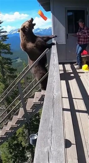 Grizzly Bear bursts up lookout stairs, trapping you on the platform #grizzlybear