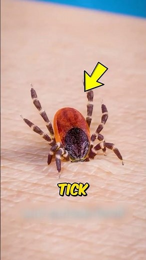 Never Rip a Tick Off Like This (It Can Make Things Worse)