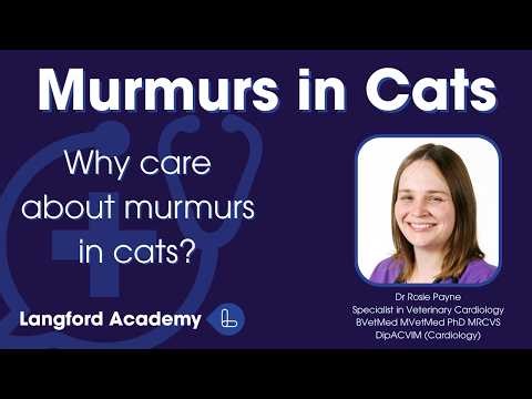 Murmurs in Cats Part 2: Why care about murmurs in cats?