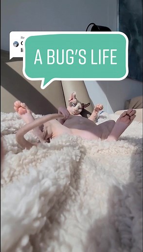 Feline Fun on the High Seas - Carter's Cat Cruise Adventure