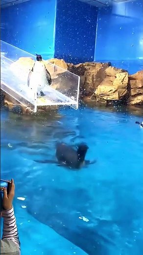 Hilarious Penguin Slip & Slide: The Crowd Can't Stop Laughing!