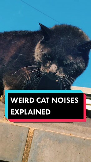 Understanding Cat Noises: Explained