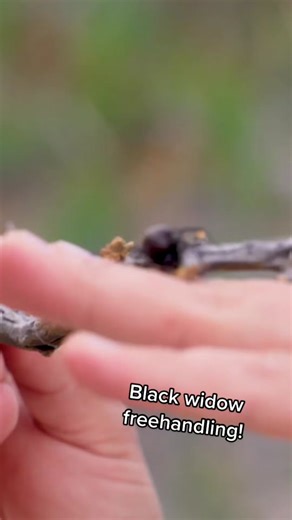 Understanding Spider Behavior: Why They Don't Bite