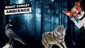 Night forest ambience - Nature Sounds TV