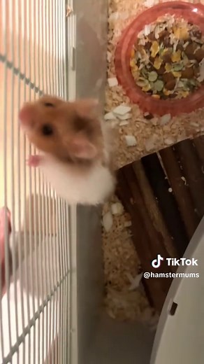 The Perfect Time to Get a Hamster!