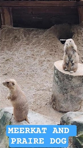 Exotic animals Meerkat and Praire Dog Spotted