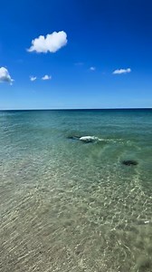 505K views · 11K reactions | How cool is this!? My friend Haley spotted this dolphin up close on Bonita Beach just chasing some fish   | Allyson Rae | Facebook