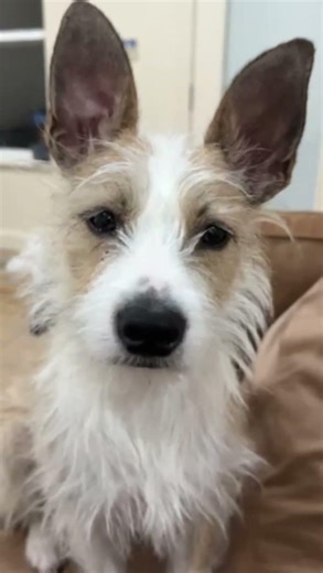 She Did Not Understand the Question