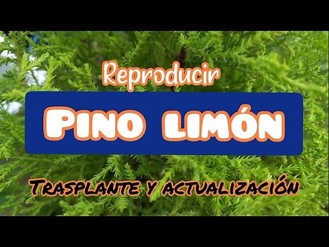 Reproducir PINO LIMÓN 🍋 ×20 [Trasplante y actualización]