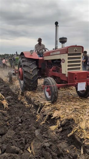 A Special International 660 plowing at HCOP25 #farmall51 #plowing #halfcenturyofprogress