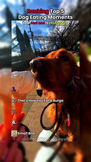 Ranking Top 5 Dog Eating Moments #dog #funny #dogs #dogshorts #viral