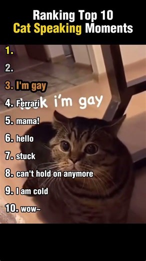 Cats Talking Like Humans 😹🐾 | You Won’t Believe What They Said!