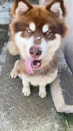 anger dog eating 👿👿 #kitchenart #dogsofttiktok #doglover #dogeat #dog