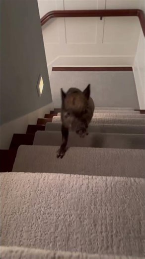 I only have carpeting on my staircase. She didn’t like it one bit 😂.