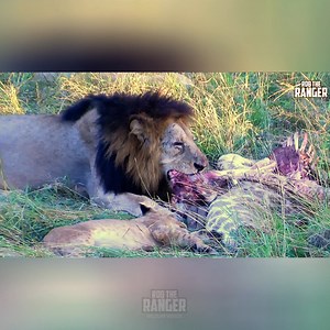 DON"T LOOK at these lions eating a young giraffe if it makes you upset!! Many of you, who don't get upset, will recognize the male lion here... | Rob The Ranger Wildlife Videos