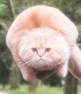 spinning cat edit | Trend meme edit | #spinningcat #ai #spinningcatai #edit #viral