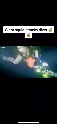 Giant Squid Attack: Beware of the Deep Sea Creatures