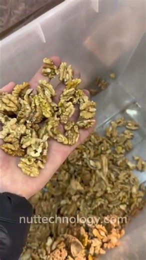 Vibrating sieve with aspiration for sorting walnuts (500 kg/h)