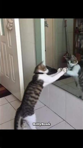 Cat VS Mirror