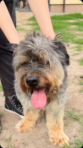 Pamiętacie Tediego? Nie? Głośna akcja poszukiwania mu domu, gdy stracił dom tymczasowy poruszyła internet. Oznaczaliście nas wiele razy… Tedi przyjechał do naszego azylu i nadal czeka na dom. W kojcu, cichy i zapominany. KONTAKT W SPRAWIE ADOPCJI 570-897-899 lub 517034724 Telefon odbierany jest od poniedziałku do piątku w godzinach 10-19, w weekendy w godzinach 12-16. Nie odpisujemy na SMS-y | Rydwany Judyty