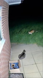 “Cat Fights a Fox to Save Her Kittens! 🦊🐱 Unbelievable Courage!” #shortvideo #fyp #viralvideo #cat