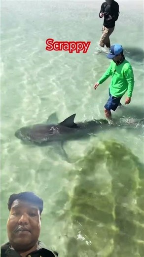 Walking my Pet Shark😱😱😱😱🦈🦈#short