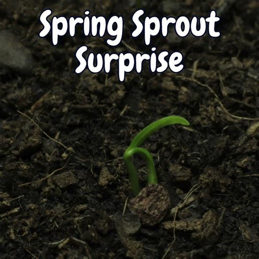 🌱💧 Spring Sprout Surprise! 🌱