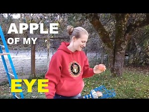Picking APPLES off TREE TOPS with a fruit picker - Safe & Easy Apple Picking! Country Shenanigans