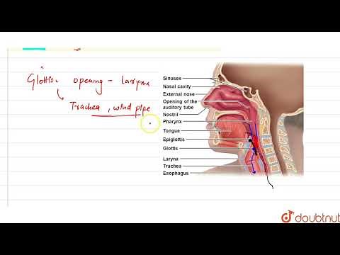 During swallowing glottis can be covered by a thick fibrous cartilagenous flap called epiglottis.