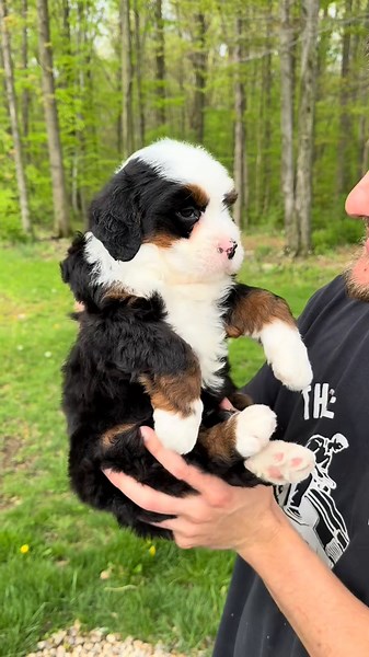 Meet Panda: The Stunning Ultra Bernedoodle
