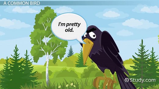 Crow Facts: Lesson for Kids